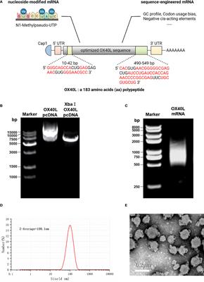 An OX40L mRNA vaccine inhibits the growth of hepatocellular carcinoma